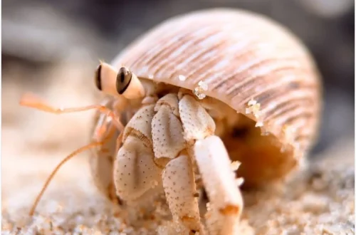 Best Smartphone Macro Photography Setups for 2026