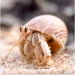 Best Smartphone Macro Photography Setups for 2026