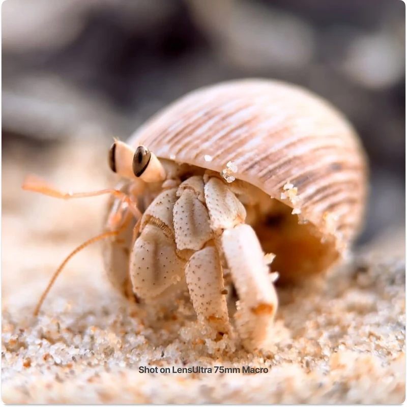 Best Smartphone Macro Photography Setups for 2026