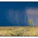 Mastering Rule of Thirds: Avoid Common Composition Mistakes